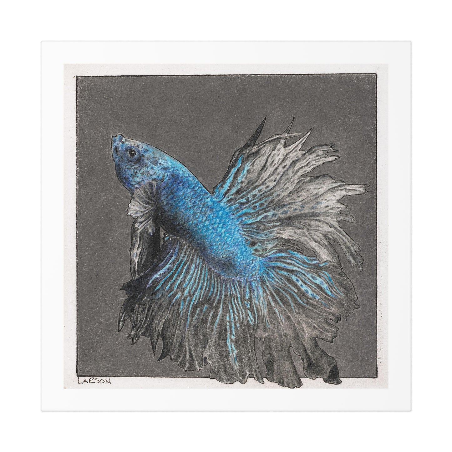 "Sapphire Pugilist" - Betta Fish Art Print